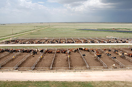 Pens with Cattle